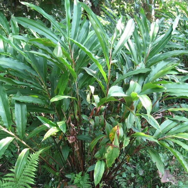 5 CARDAMON CARDAMOM Alpinia Oxyphylla HERB Flower Shrub Tree Seeds