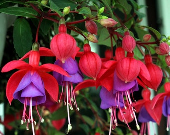 20 graines d'arbuste à fleurs HARDY FUCHSIA Magellanica rose pourpre colibri