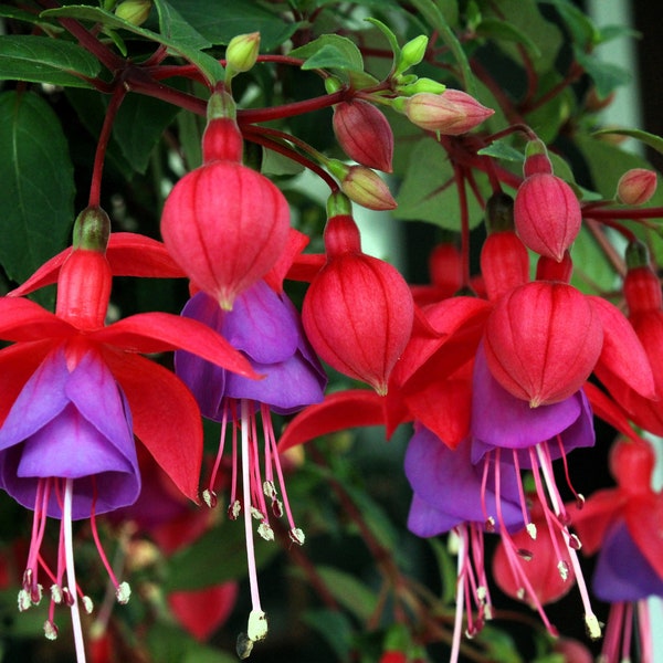 20 HARDY FUCHSIA Magellanica Pink Purple Hummingbird Flower Shrub Seeds