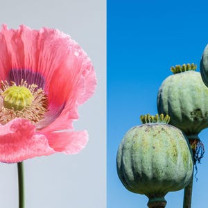 1000 ポピー「THE GIANT」Papaver Giganteum ピンクと紫の巨大なポッドの花の種子
