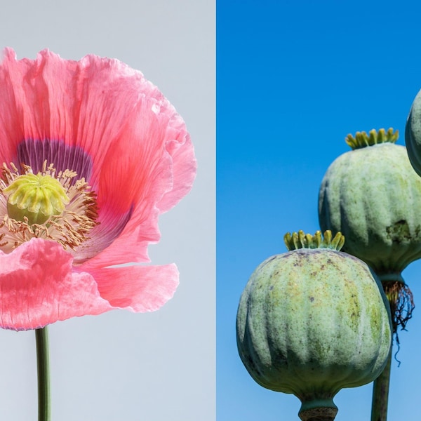 1000 AMAPOLA "EL GIGANTE" Papaver Giganteum Rosa y Púrpura Enormes Vainas Semillas de Flores