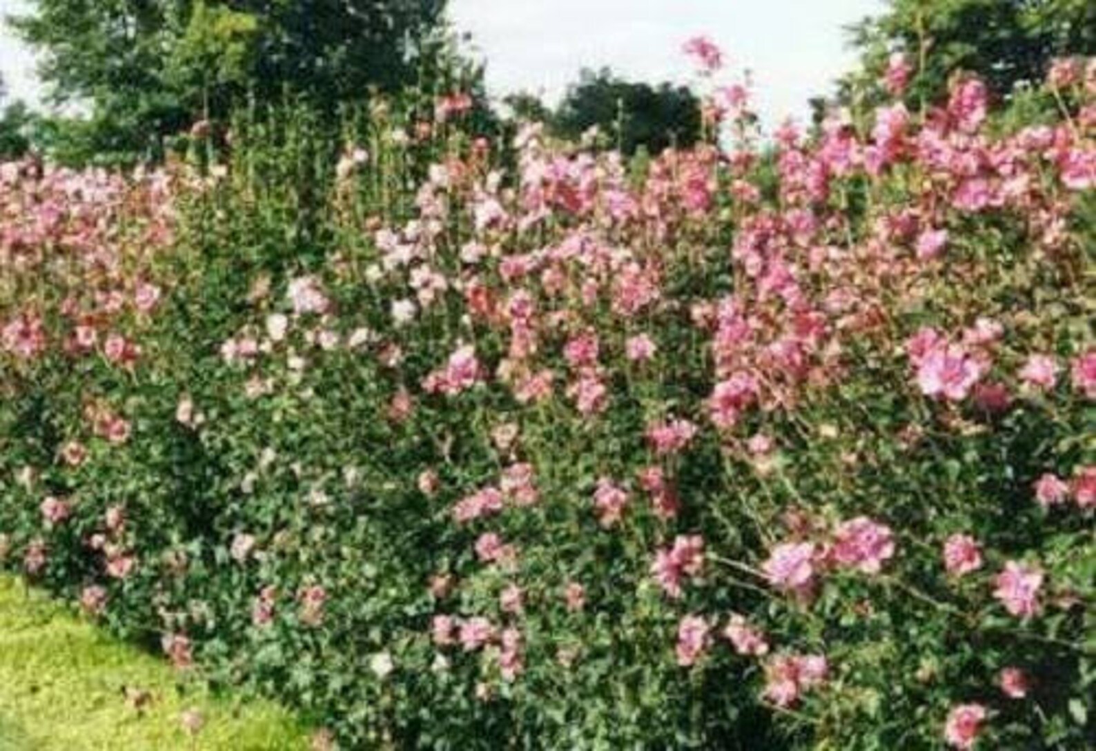50 Mixed Colors ROSE of SHARON HIBISCUS Syriacus Flower Tree Etsy