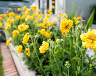 10 Yellow Lady Stratheden GEUM Chiloense Flower Seeds *Comb S/H