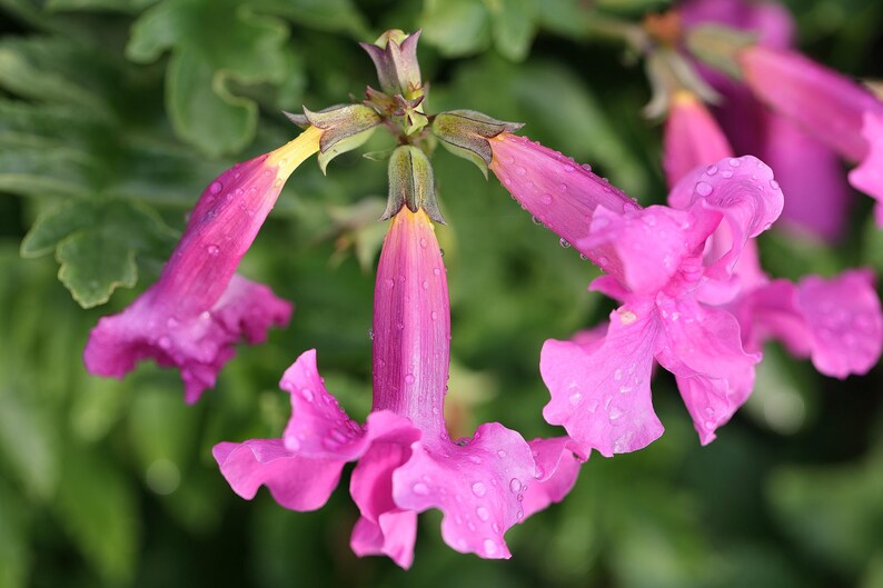 Seedville Incarvillea Delavayi Flower Seeds - Thumbnail 5
