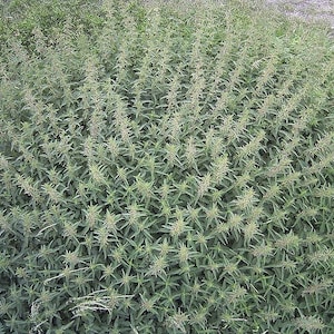 200 STINGING NETTLE Urtica Dioica (aka Common, California, or Bull Nettle / Tread Softly) Flower Seeds