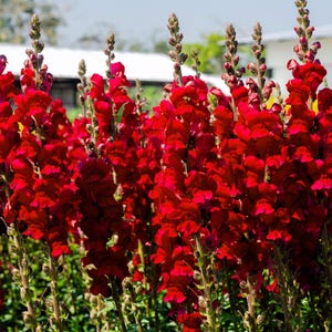 250 RUBY RED SNAPDRAGON Antirrhinum Majus Flower Seeds *Flat Shipping