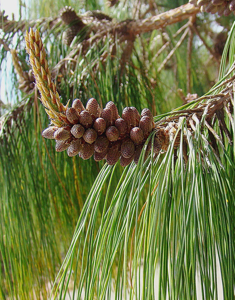 30 Mexican WEEPING PINE TREE Evergreen Pinus Patula Seeds Flat Shipping image 2