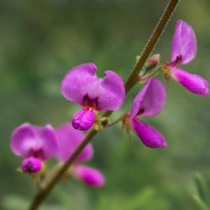 200 SHOWY PINK TREFOIL Stick Tights Desmodium Canadense Flower Seeds *Flat Shipping