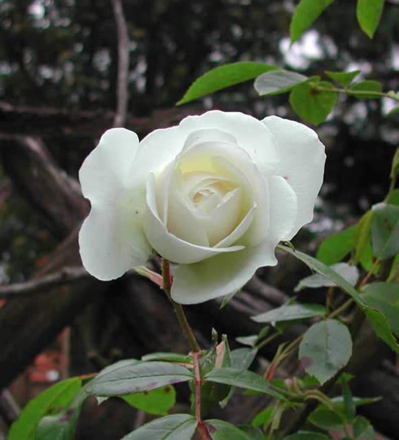 5 WHITE ROSE Rosa Bush Shrub Perennial Flower Seeds Flat Shipping image 6
