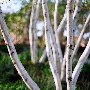 50 SILVER WEEPING BIRCH Tree White European Betula Pendula Alba Seeds Comb S/H image 2