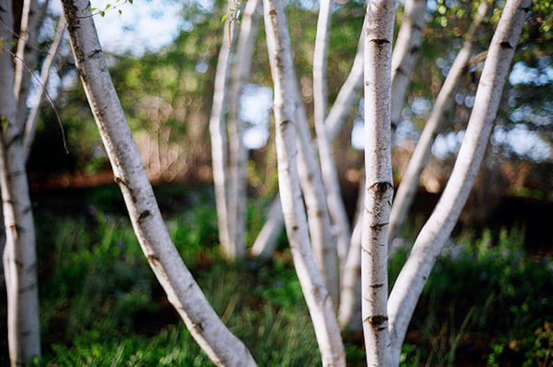 50 SILVER WEEPING BIRCH Tree White European Betula Pendula Alba Seeds Comb S/H image 2