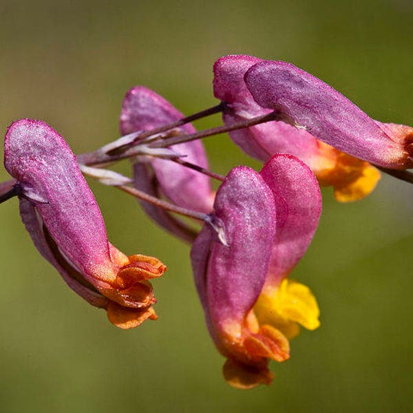 50 ROCK HARLEQUIN Pink & Yellow Corydalis Sempervirens Flower Seeds