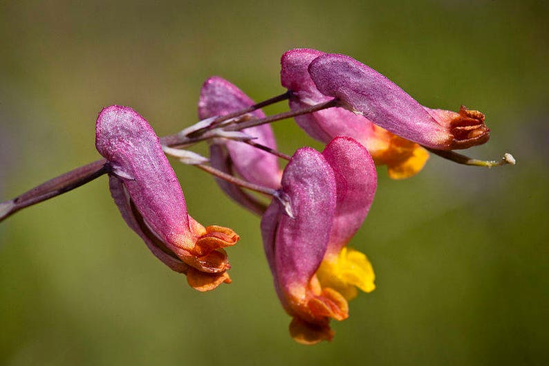 50 ROCK HARLEQUIN Pink & Yellow Corydalis Sempervirens Flower Seeds image 1