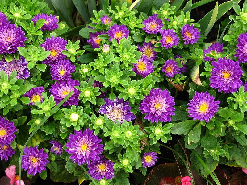 250 MIXED Colors CHINA ASTER Callistephus Chinensis Flower