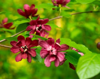 10 SWEETSHRUB Carolina Allspice Fragrant Calycanthus Floridus Shrub Shade Flower Seeds