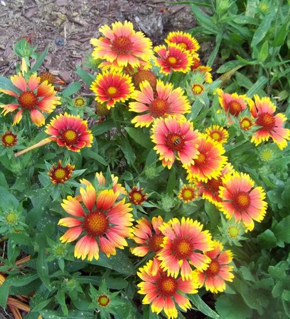 100 YELLOW GAILLARDIA Aristata Blanket Flower Seeds