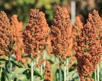 70 SUGAR DRIP SORGHUM Amber Cane Grain Sweet Syrup Vegetable Seeds