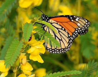 300 Yellow PARTRIDGE PEA (Sleeping Plant / Sensitive Pea) Chamaecrista Fasciculata Flower Seeds