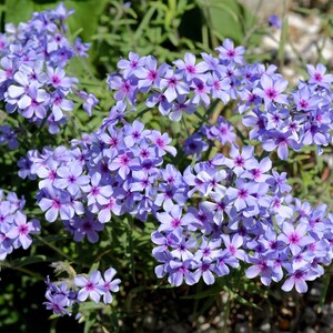 20 PRAIRIE PHLOX Pilosa Mixed Colors Pink Purple White Native Flower Seeds
