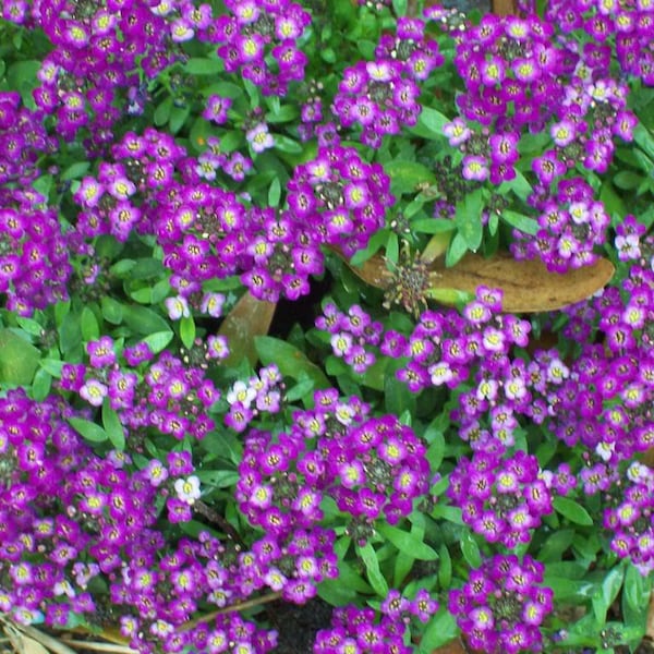 100 EASTER BONNET ALYSSUM Lobularia Maritima Bright Purple Flower Seeds *Flat Shipping