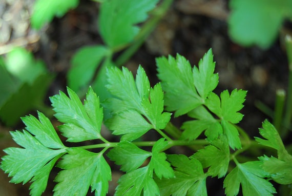 /' All Non-Gmo Vegetable Seeds! 300 Seeds ITALIAN Giant Parsley 2018