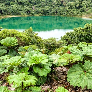 10 GUNNERA INSIGNIS Giant Rhubarb (Leaves up to 6&#39; Wide, Red Flower Spikes to 3&#39;) Dinosaur Plant Seeds