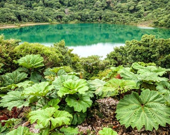 10 GUNNERA INSIGNIS Giant Rhubarb (Leaves up to 6' Wide, Red Flower Spikes to 3') Dinosaur Plant Seeds