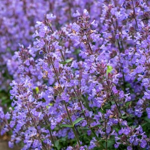 50 PERSIAN CATMINT Mussins Nepeta Racemosa Flower Seeds