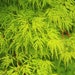 see more listings in the Tree & Shrub Seeds section