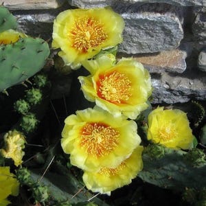 10 Yellow PRICKLY PEAR CACTUS Nopal Opuntia Ficus-Indica Flower Seeds