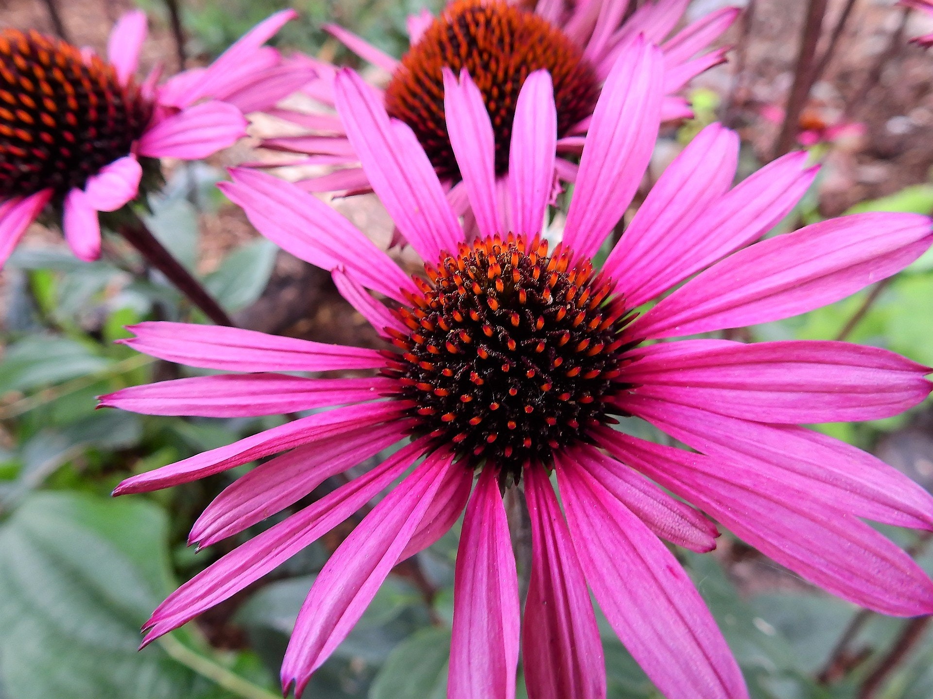 25 BRIGHT STAR CONEFLOWER Echinacea Purpurea Lavender Bright | Etsy