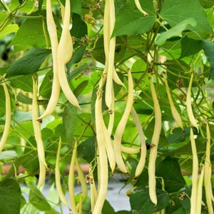 50 &#39; SLENDERWAX &#39; WAX BEAN Golden Yellow Bush Phaseolus Vulgaris Vegetable Seeds