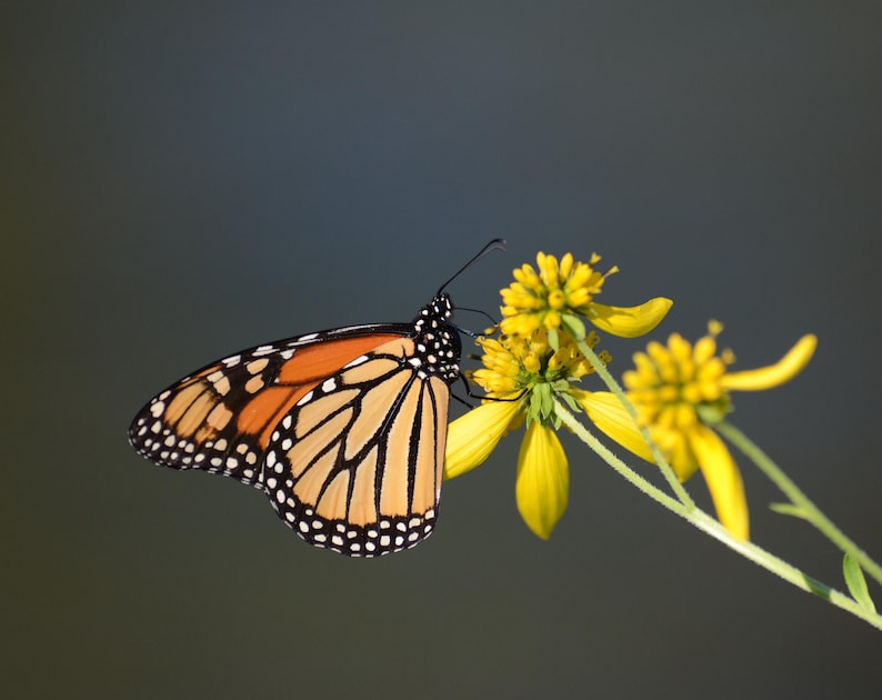 Yellow Wingstem 250 WINGSTEM / YELLOW IRONWEED Verbesina Alternifolia Flower Seeds - Etsy
