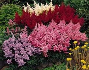 50 MIXED Colors ASTILBE BUNTER Astilbe Simplicifolia Shade Red White Purple Pink Flower Seeds