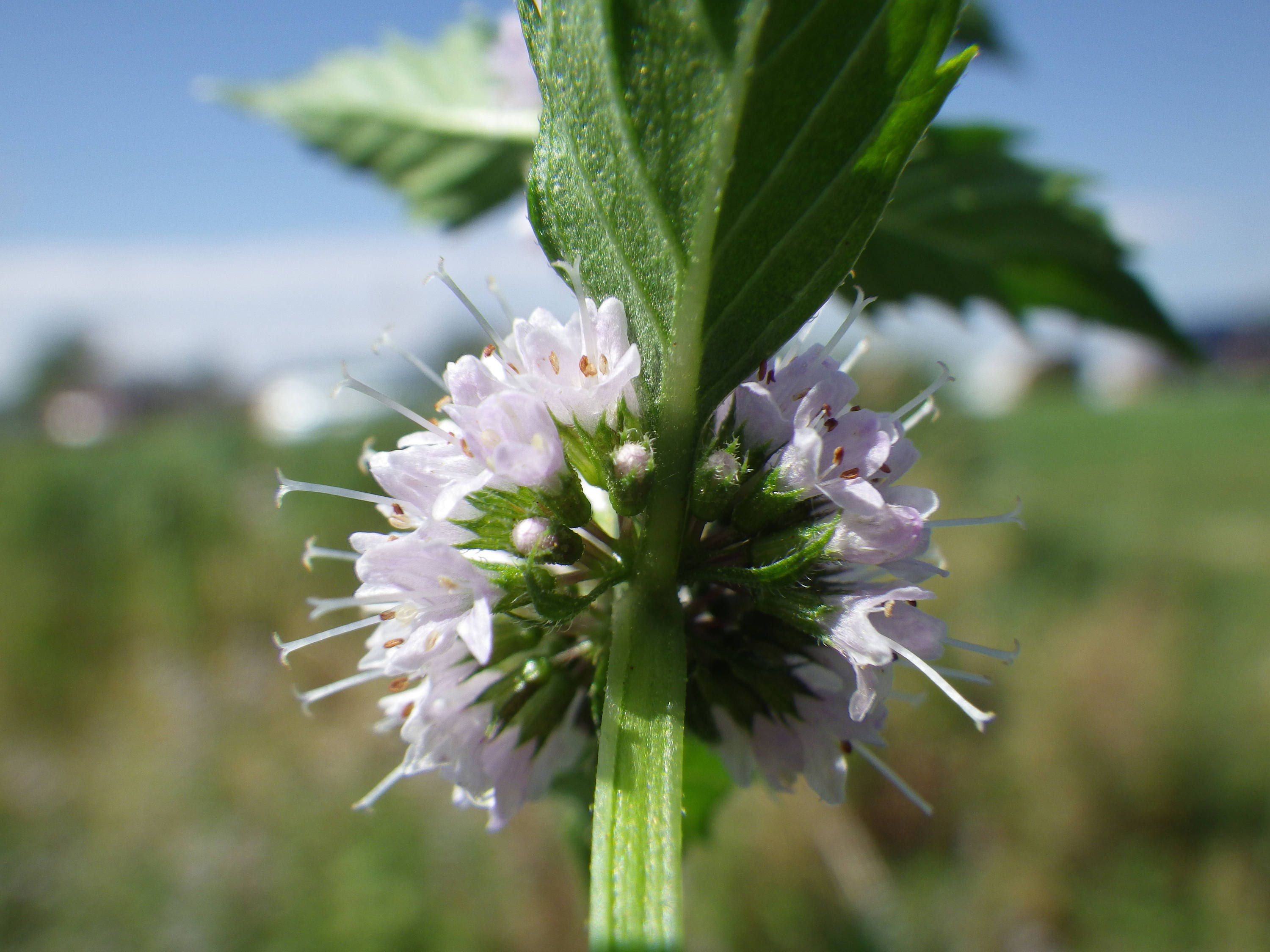 50 WHITE WOOD MINT Mentha Arvensis Wild Field Herb Flower