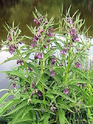 symphytum officinale tincture symphytum officinale tincture