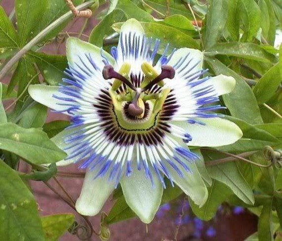 10 Blue Crown Passion Flower Passion Fruit Passiflora Etsy 10 Blue Crown Passion Flower Passion Fruit Passiflora Etsy