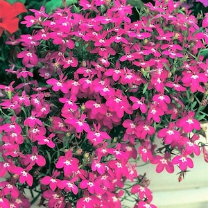 200 MAGENTA PINK LOBELIA Regatta Lobelia Erinus Flower Seeds