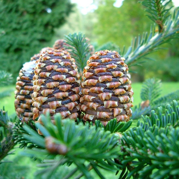 20 FRASER Tanne Abies Fraseri Weihnachtsbaum Südliche Balsamtanne Native Evergreen Samen