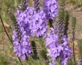 500 Purple HOARY VERVAIN Verbena Stricta Flower Seeds