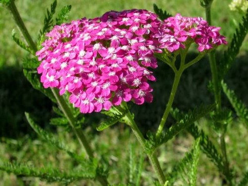 250 PINK Cerise QUEEN YARROW Achillea Millefolium Flower