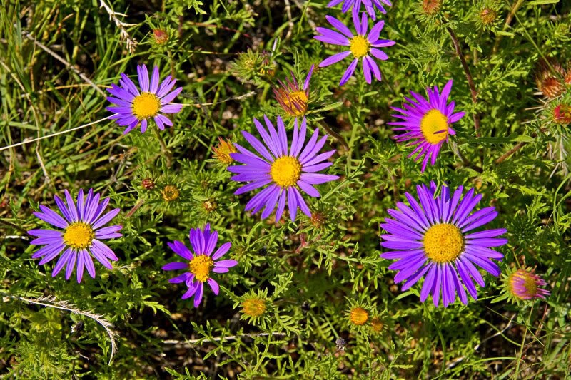 100 PURPLE Smooth Violet PRAIRIE ASTER Aster Tanacetifolia