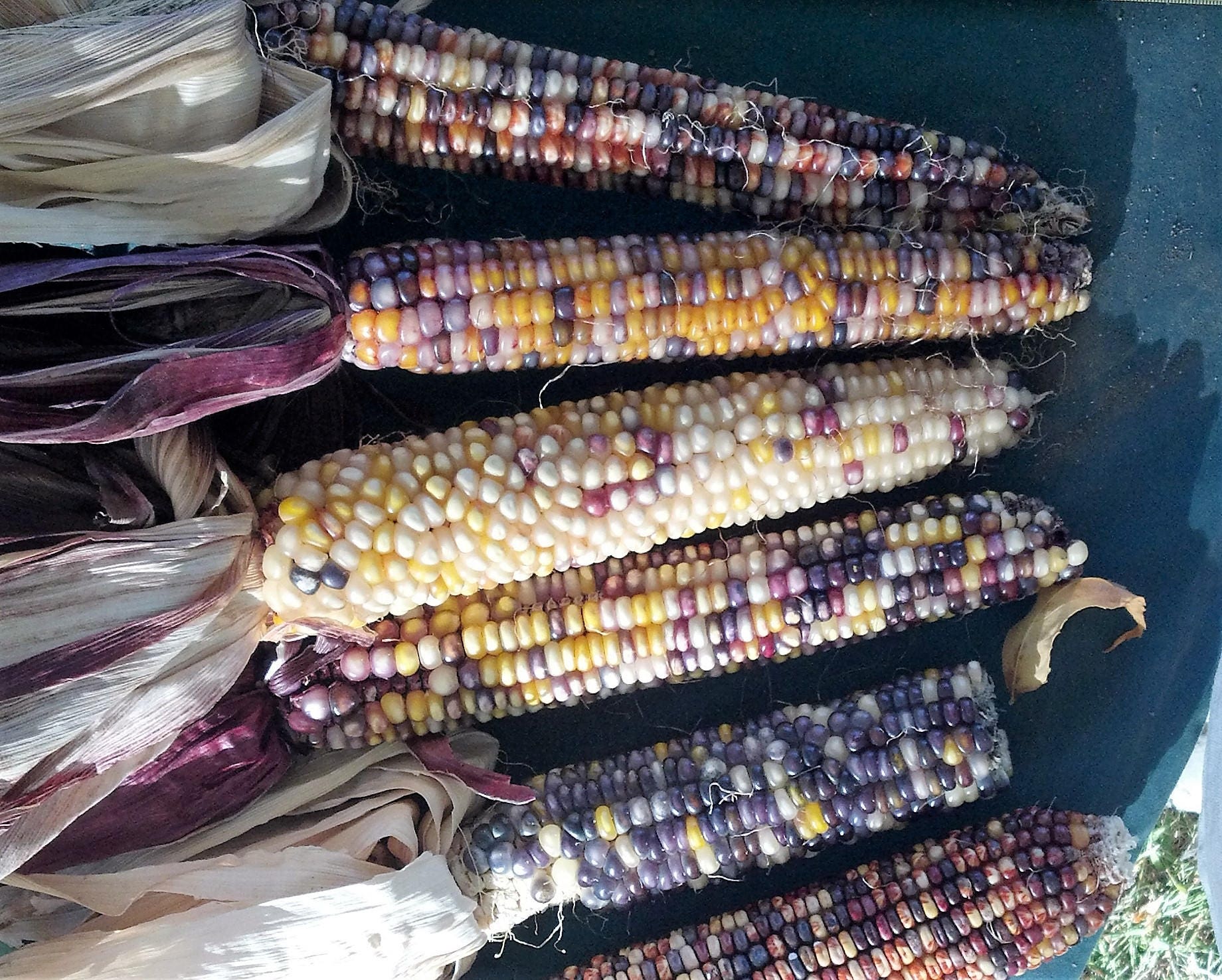 15 Large Mixed Colors GLASS GEM CORN Ornamental Edible Zea Mays