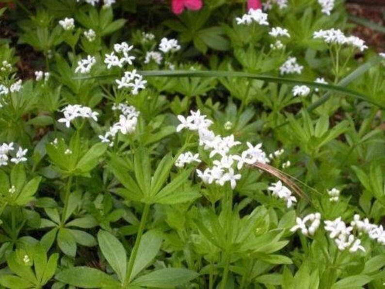 20 SWEET WOODRUFF ASPERULA Galium Odoratum Shade White Flower image 3