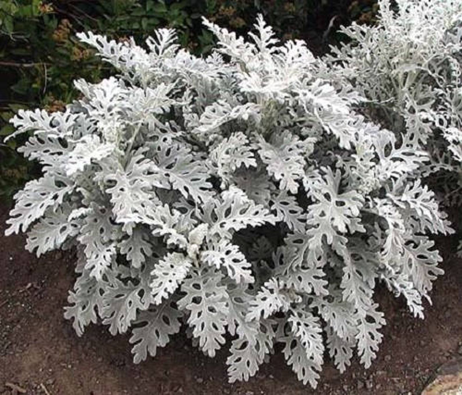 Цинерария Приморская cineraria maritima