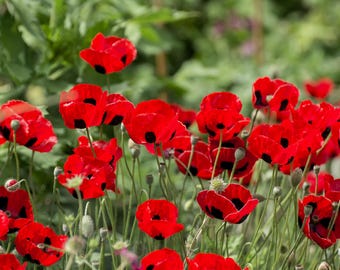 500 ORIENTAL RED Mix POPPY Papaver Orientale Flower Seeds