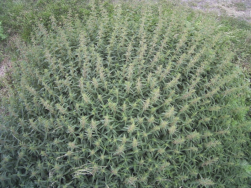 Stinging Nettle Seeds for Planting by TKE Farms and Gardens 500 mg ~ 2000 Seeds Urtica dioica 