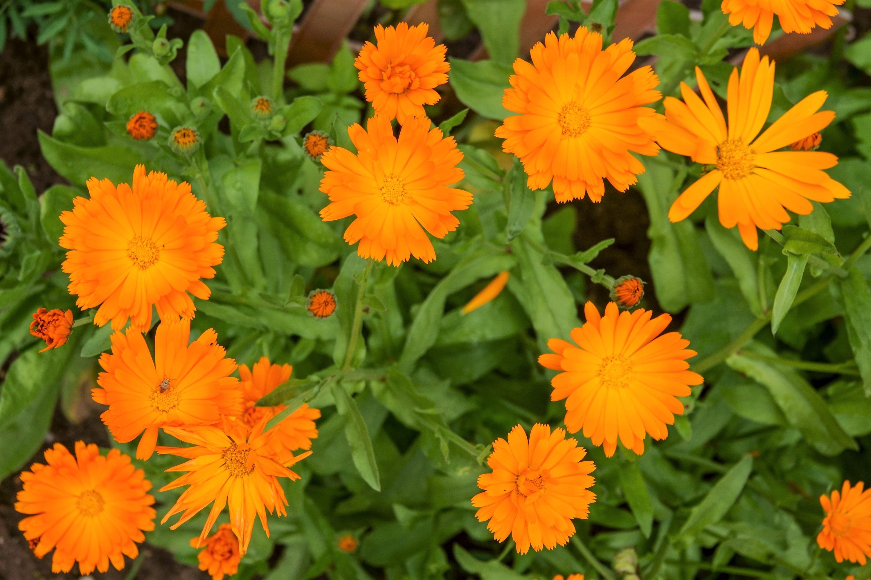100 ORANGE ENGLISH MARIGOLD (scotch / Pot Marigold) Calendula ...