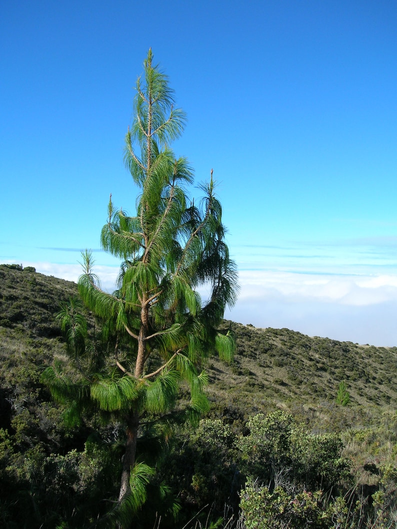 30 Mexican WEEPING PINE TREE Evergreen Pinus Patula Seeds Flat Shipping image 10