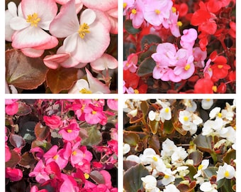 25 WAX MIXED BEGONIA Semperflorens Fibrous Mixed Colors Red Pink White Two Tone Shade Flower Seeds